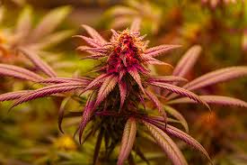 Exploring the World of Marijuana Seeds Idaho 1 Exploring the World of Marijuana Seeds Idaho 1